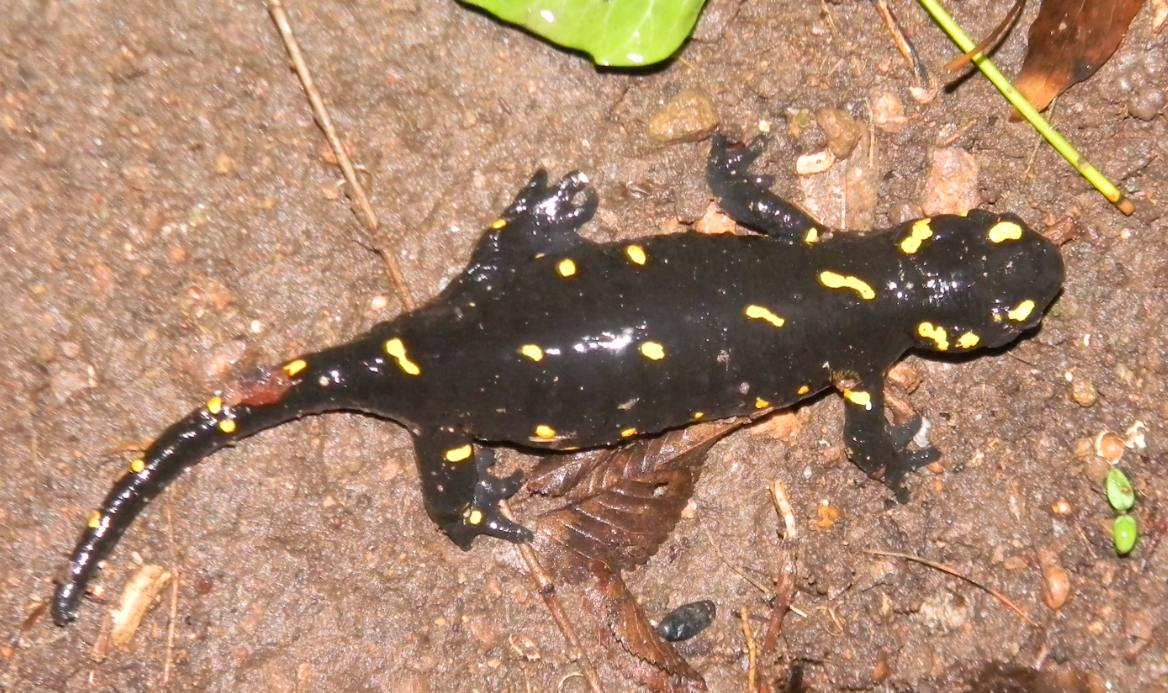 Di nuovo incinta! Salamandra salamandra